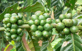 Зеленый кофе: польза и вред, применение для похудения