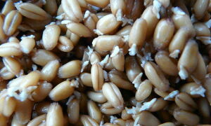 Польза и вред зерен пророщенной пшеницы