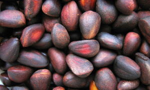 Популярные кедровые орехи: польза, вред и показания к употреблению