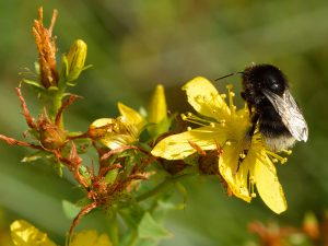 пчела на цветке зверобоя