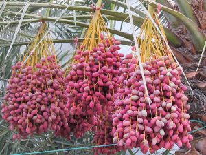 грозди фиников на пальме
