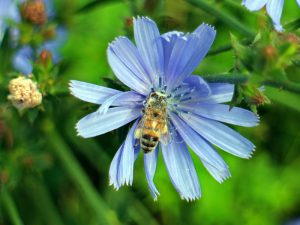 пчела на цветке цикория