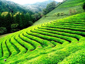 плантация чая